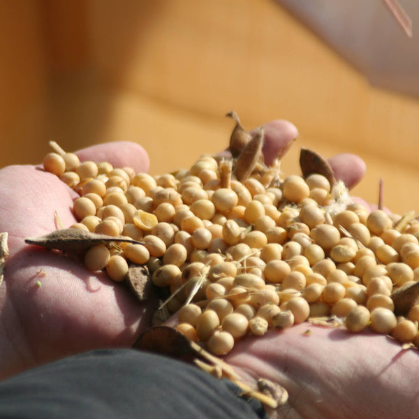 Adachi Jozo Whole Bean Koikuchi Shoyu Japanese Dark Soy Sauce 360ml