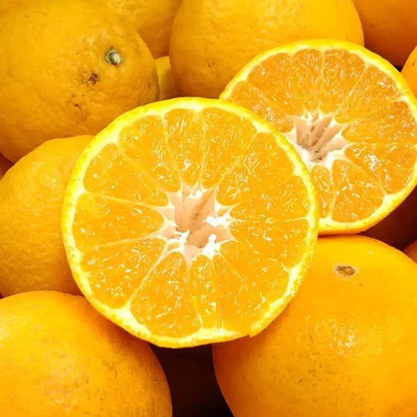 Chikyubatake Organic Handmade Shiranui Citrus Marmalade Jam 140g