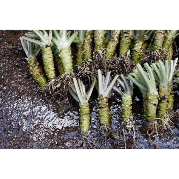 Kameya Coarsely Grated 100% Real Japanese Wasabi Paste 50g