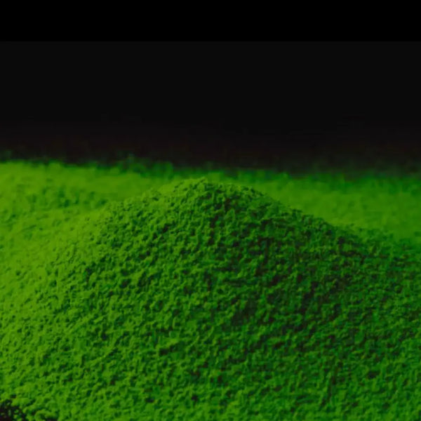 Kayu no Mukashi Uji Matcha Powder Premium Koicha Rich Matcha 30g