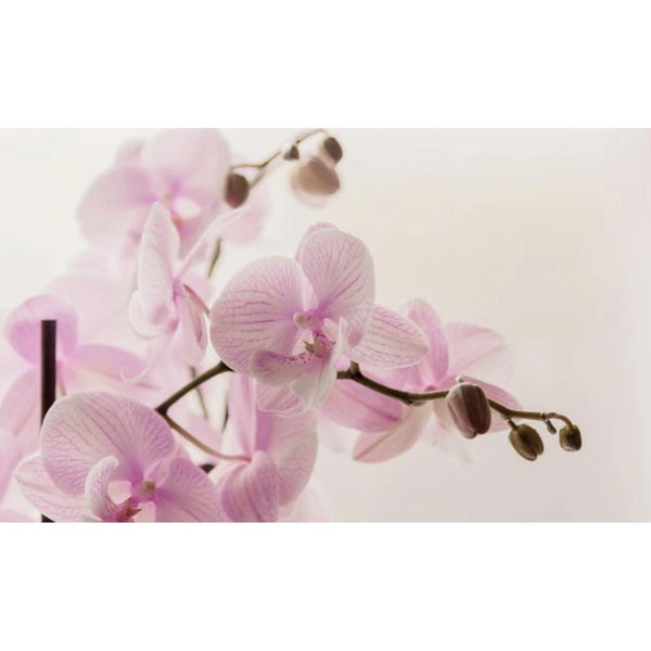 La Corbeille Organic Laundry Fabric Freshener Antibacterial Spray Deodorant 200ml