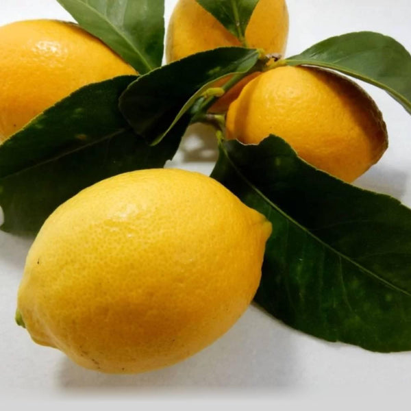 Nagano Lemon Fruit Syrup Additive-Free Kakigori Shaved Ice Syrup 260g