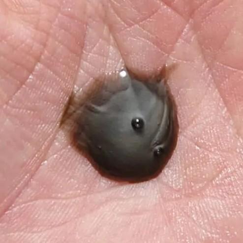 Napla N. Color Silver Shampoo Gray & White Hair Color Care 320ml