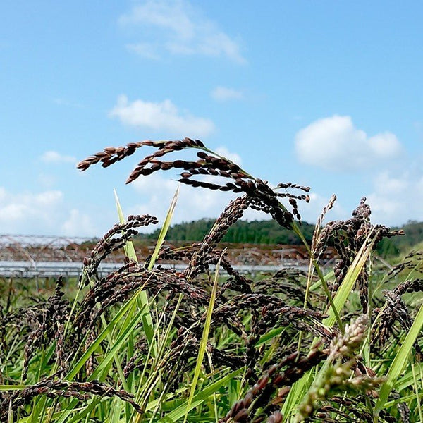 Organic Kuromai Black Rice Japanese Purple Rice 300g