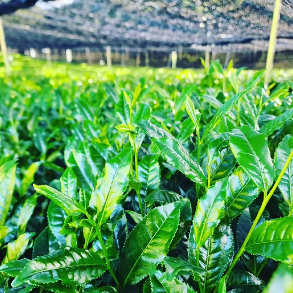 Organic Uji Kyoto Green Tea Gift Box Set (3 Premium Varieties)