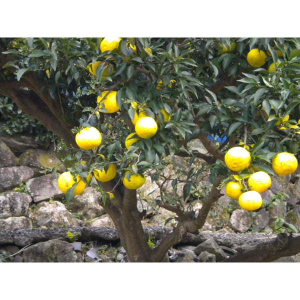 Adachi Jozo Yuzu Ponzu Sauce Made With Organic Soy Sauce & Sudachi 360ml