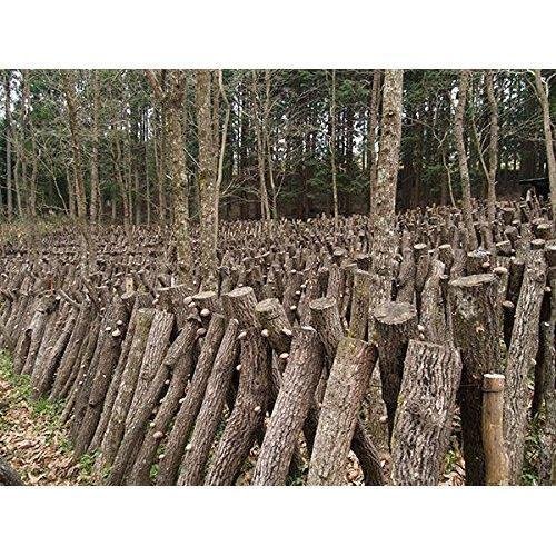 Sugimoto Dried Organic Japanese Shiitake Mushrooms 70g