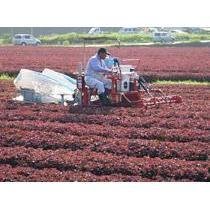 Mishima Yukari Shiso Furikake Rice Seasoning 200g