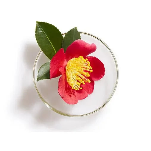 Tsubaki Shampoo Premium Volume & Repair Camellia Hair Shampoo 450ml