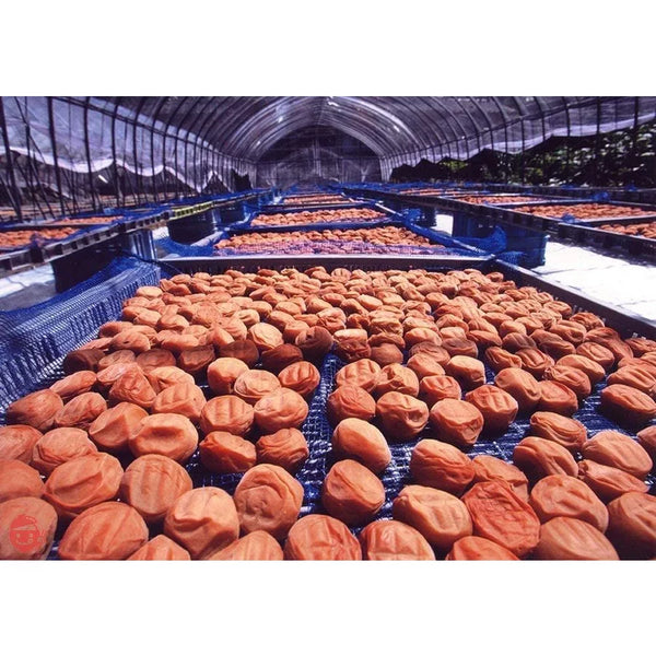 Umeboshi Sour Japanese Pickled Plums Additive-Free 500g