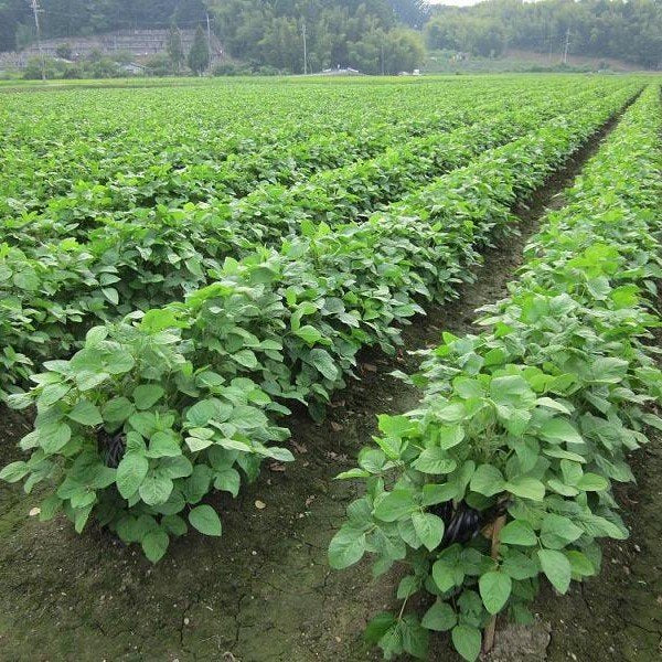 Adachi Jozo Kuromame Shoyu 1-Year Aged Tamba Black Soybean Soy Sauce 300ml