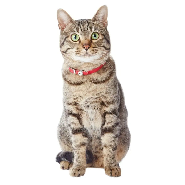 Add.Mate Cowhide Leather Cat Collar Safety-Release Buckle Red 7.9–9.8"