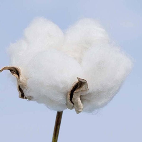 Cotton Labo Organic Cotton Sanitary Napkins with Wings 16 Pads