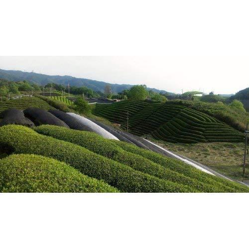 Harimaen Authentic Certified Organic Matcha Powder From Uji 30g