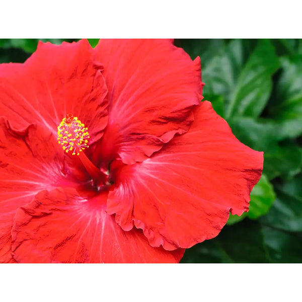Okinawa Cold Process Natural Soap Hibiscus Floral Olive Oil Bar Soap 3oz