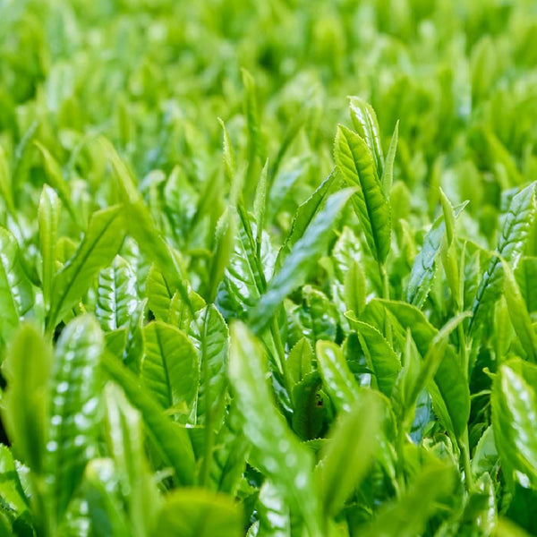 Organic Uji Kyoto Green Tea Gift Box Set (3 Premium Varieties)