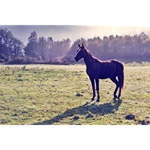 Kumano Yushi Horse Oil Conditioner for Dry & Damaged Hair 600ml