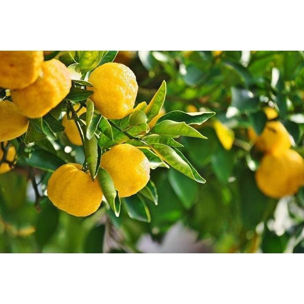 Kikkoman Yuzuka Citrus Ponzu Soy Sauce Savory Tangy Condiment 250ml