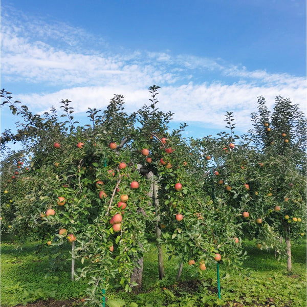 Tamura Farm Additive-Free Premium Aomori Apple Juice 500ml